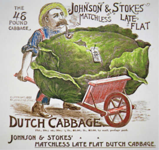 Why don’t we see cabbages advertised by modern food companies?