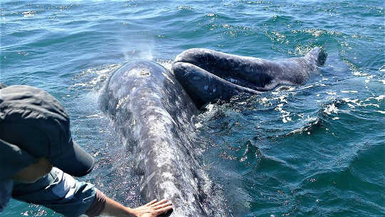 The Grey Whales