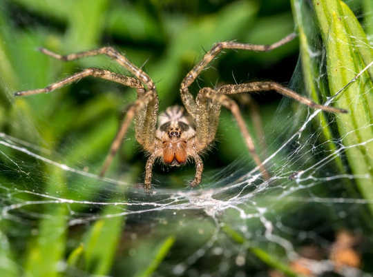 Spiders Scare Me, But I Also Find Them Fascinating