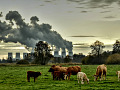 numerous smokestacks spewing dark smoke in the background, and cows foraging in the foreground
